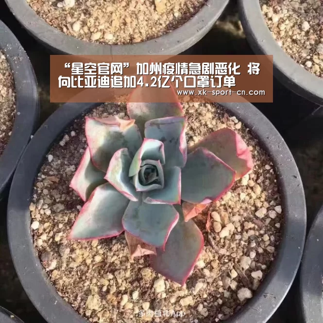 “星空官网”加州疫情急剧恶化 将向比亚迪追加4.2亿个口罩订单(图4) 星空体育网站